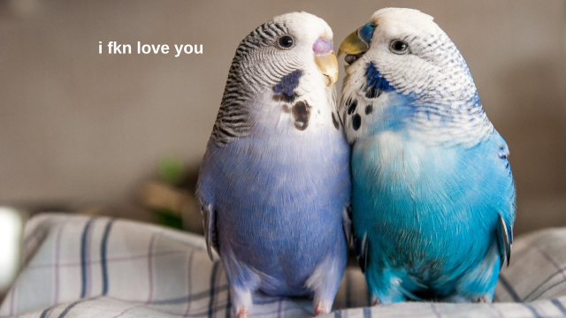 Two blue, white and black budgies kissing each other with the caption "i fkn love you"