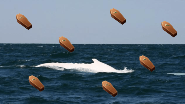 Image of Migaloo the whale off the coast of Byron Bay with coffin emojis overlaid