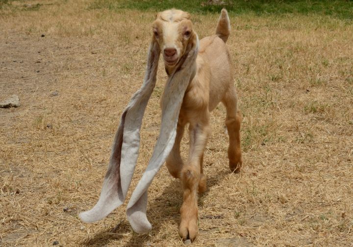 Pls Fawn Over This Wee Pakistani Goat Whose Ears Are So Long He Trips Over Them