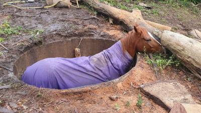 Oh My God Horse In Hole
