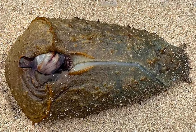 Washed up sea slug at Darook Beach in Cronulla, Sydney