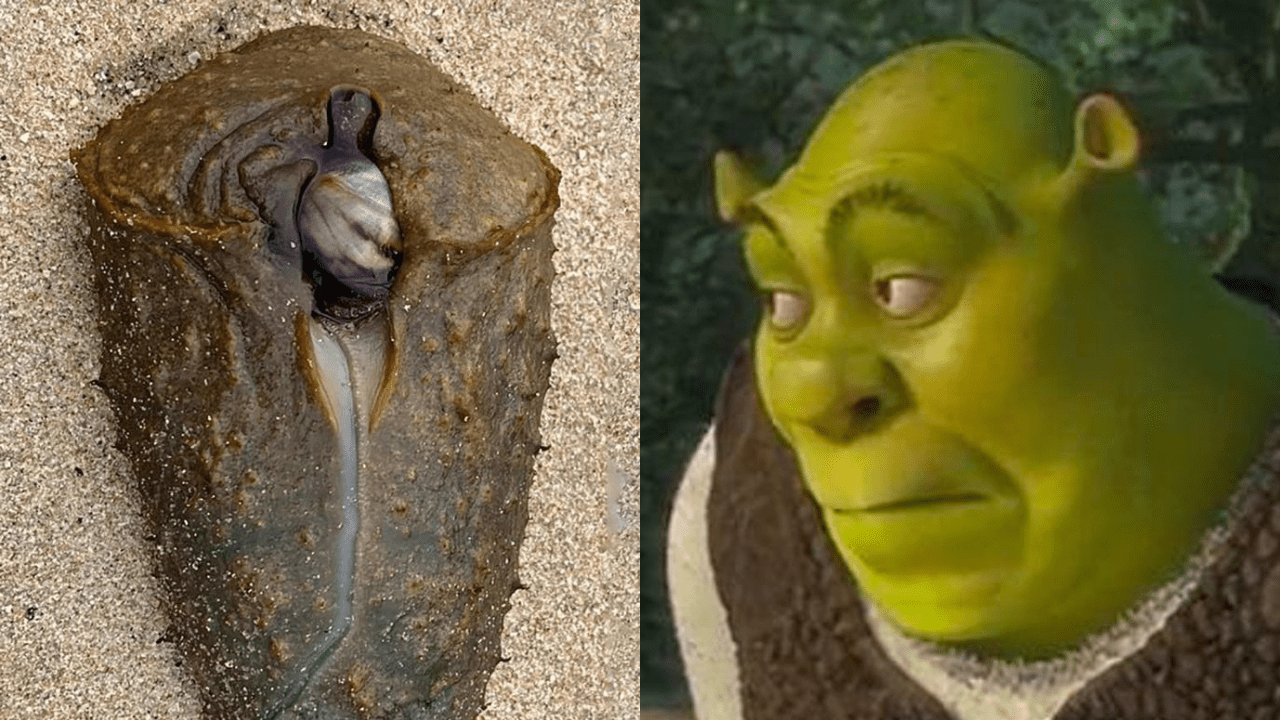 A Monstrous Green Alien Thing That Looks Like Shrek’s Pocket Pussy Washed Up On A Sydney Beach