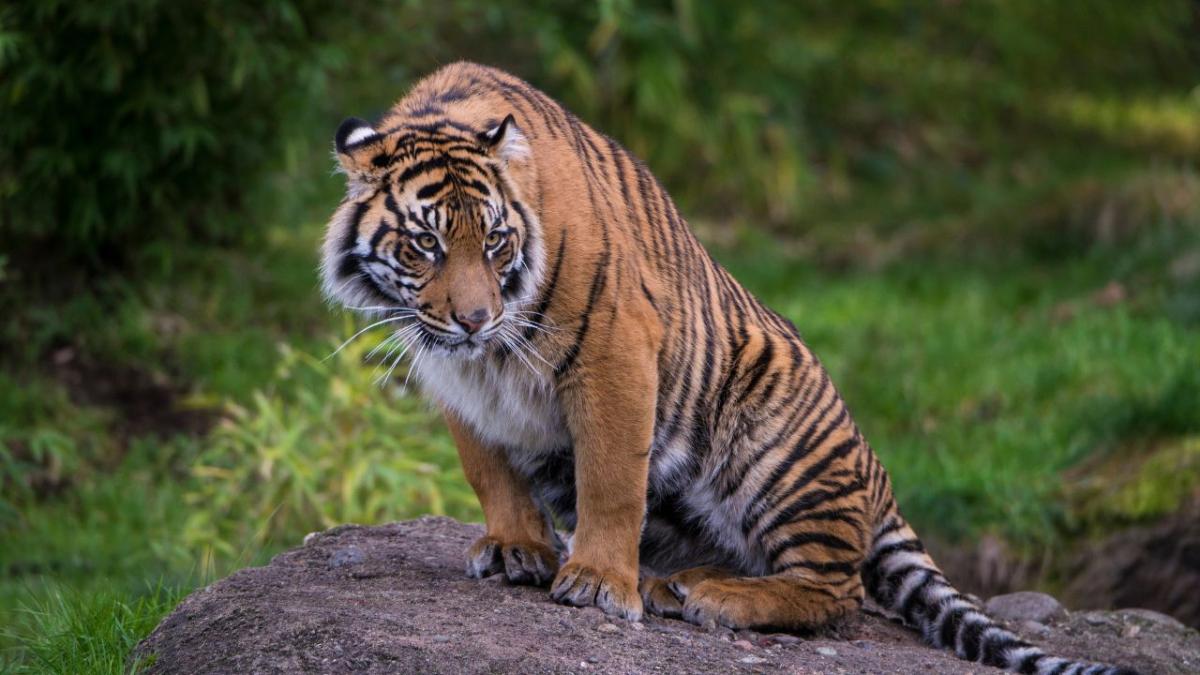 A lone tiger. Tiger populations are steadily increasing so we asked a zoo keeper if its ethical to breed them in captivity.