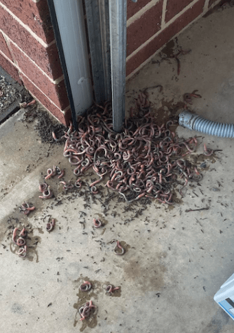 An Aussie Mum Shared Pics Of A Horrifying Worm Army In Her Garage So Prep For The Apocalypse
