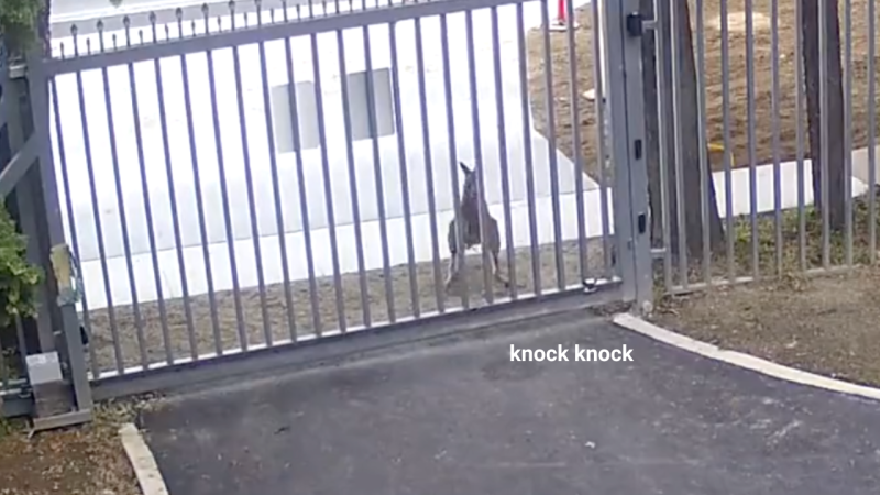 A Roo Attempted To Bust Into The Russian Embassy In Aus & Is This The New Mission Impossible?