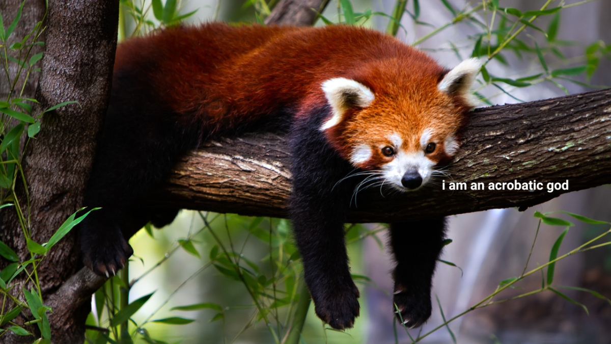 A red panda hangs in a tree