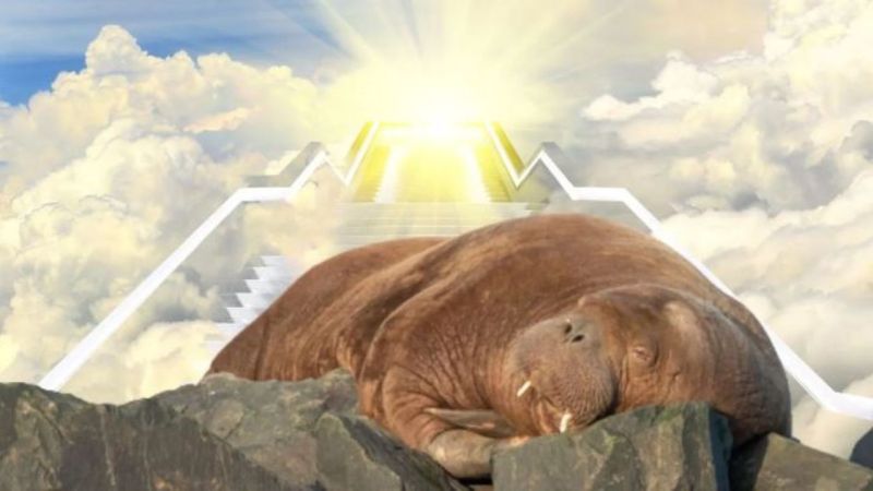 Freya The Walrus, Goddess Of Our Times, Has Been Euthanised For No Good Reason