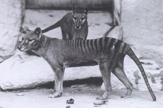 The Hemsworths Are Funding A Jurassic Park-Style Attempt To Bring The Tassie Tiger Back To Life