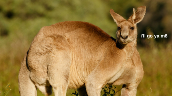 A Gang Of Kangaroos Is Trying To Take Over A Qld Town & Is This The Emu War Part 2 Or What?