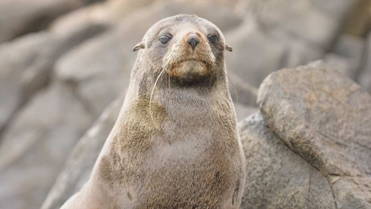 Australian fur seal sitting on a rock in Tasmania.