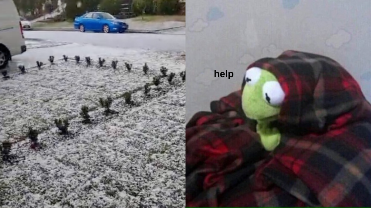 A lawn in Sydney covered in hale and frost and Kermit the Frog wrapped in a blanket saying "help"