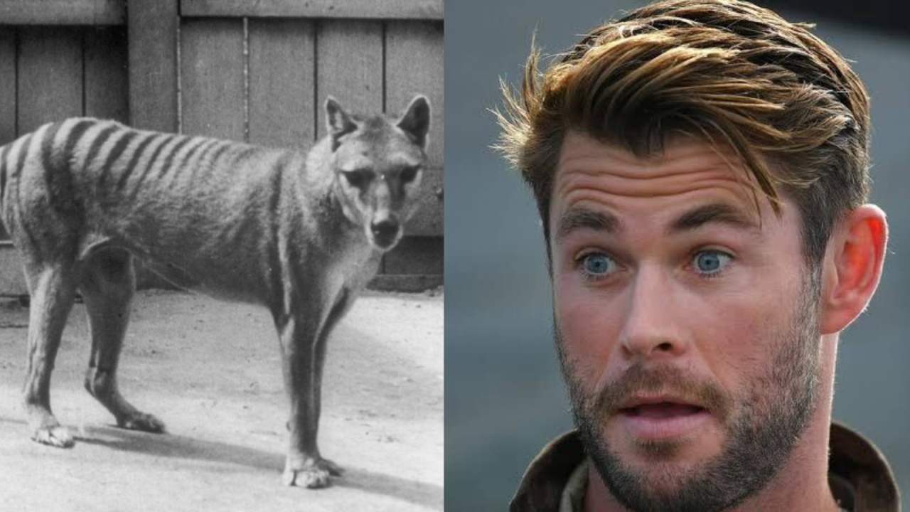 There Was An Alleged Tassie Tiger Sighting In SA & I’m Sure The Hemsworth Bros Are Quaking RN