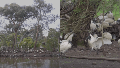 The Sinister Story Of How Hundreds Of Ibis Colonised ‘Bin Chicken Island’ In Suburban Melbourne