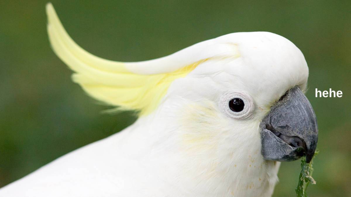 Sulphur-crested cockatoo eating vegetation and saying "hehe"