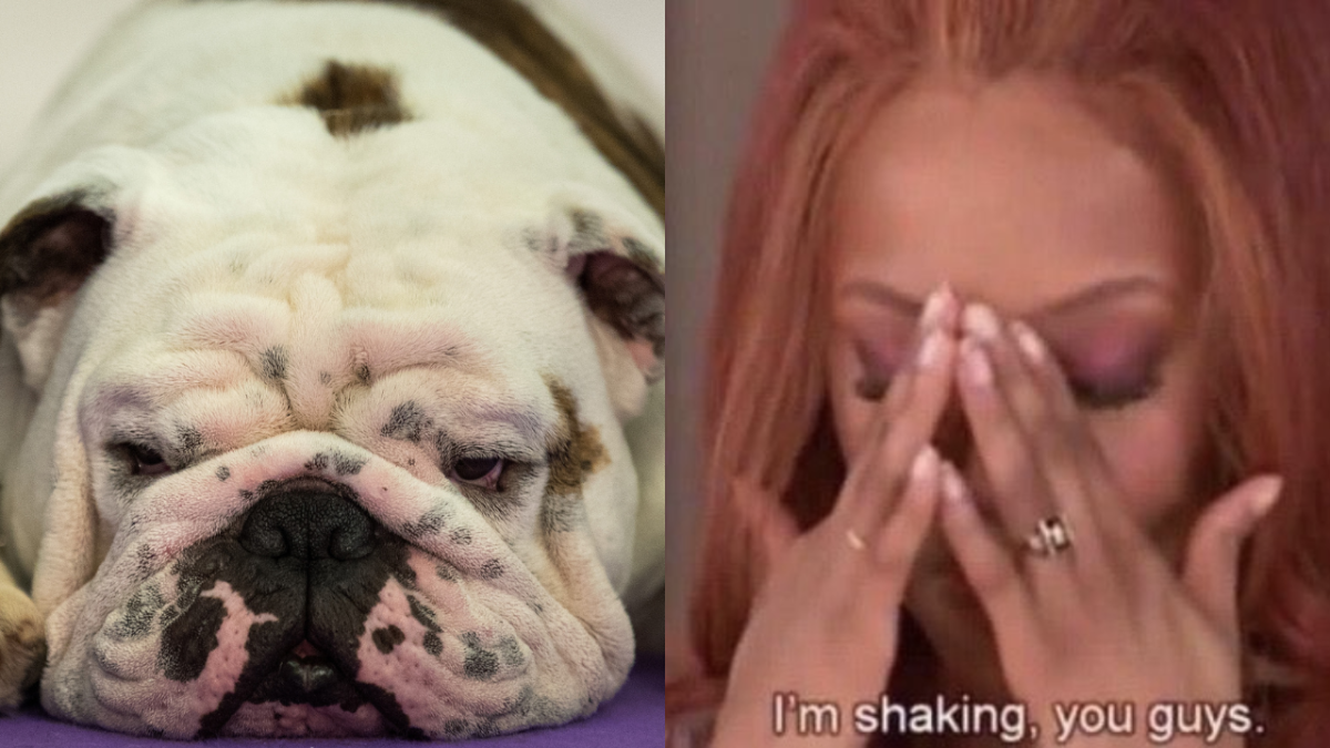 Bulldog looking sad and Tyra Banks saying "I'm shaking, you guys" with head in her hands
