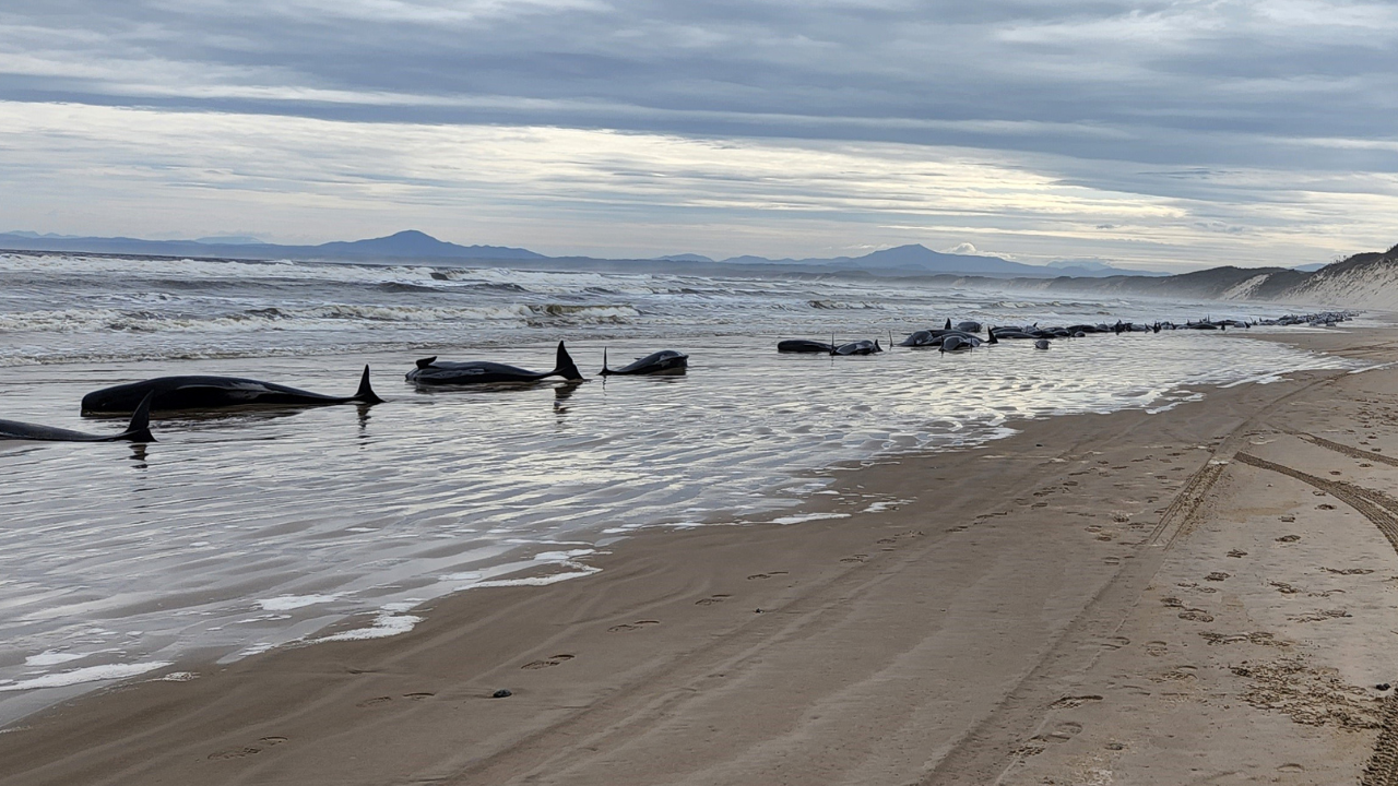 Rescuers Are Racing To Save The Surviving Whales From Tassie’s Spooky Mass Stranding