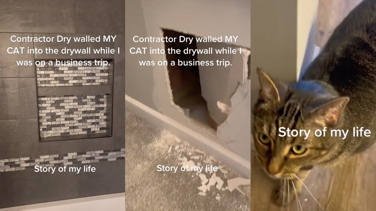 tiktoker cat stuck in walls bathroom renovations viral