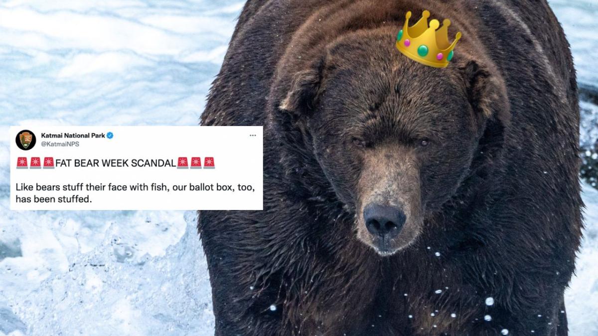 fat bear week winner voting scandal