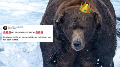 Fat Bear Week Crowned Its Chonky Champion After A Voting Scandal Nearly Mauled The Competition