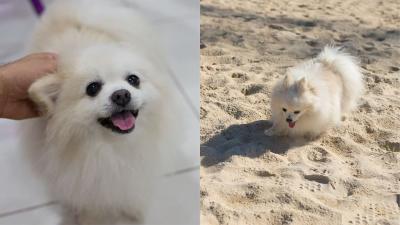 Marshmallow Prince And Australian Internet Sensation Cumlord The Pomeranian Has Sadly Died