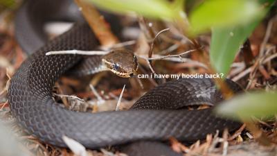 All This Rain Is Likely Going To Create A ‘Massive Snake Season’ So Say Hi To Your Ex For Us