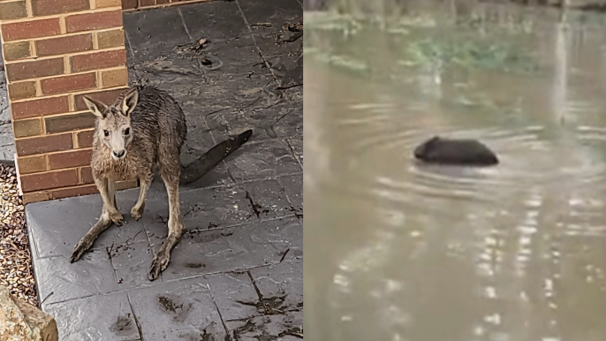Victorian floods 2022 - Wet kangaroo sheltering at house and wombat swimming through flood waters