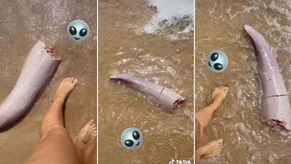 Woman finds strange "animal part" that looks like an alien tentacle on a Queensland beach