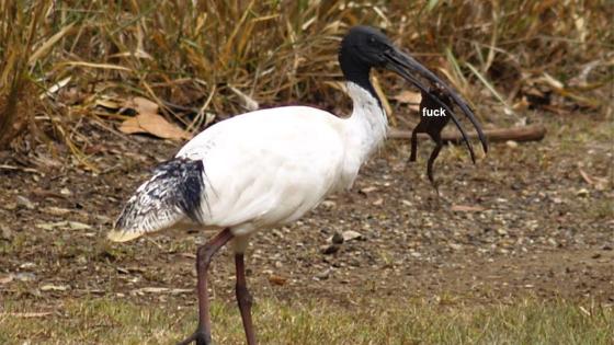 Well Shit, Ibis Are Helping Our Cane Toad Problem By Eating Them Without Getting Poisoned