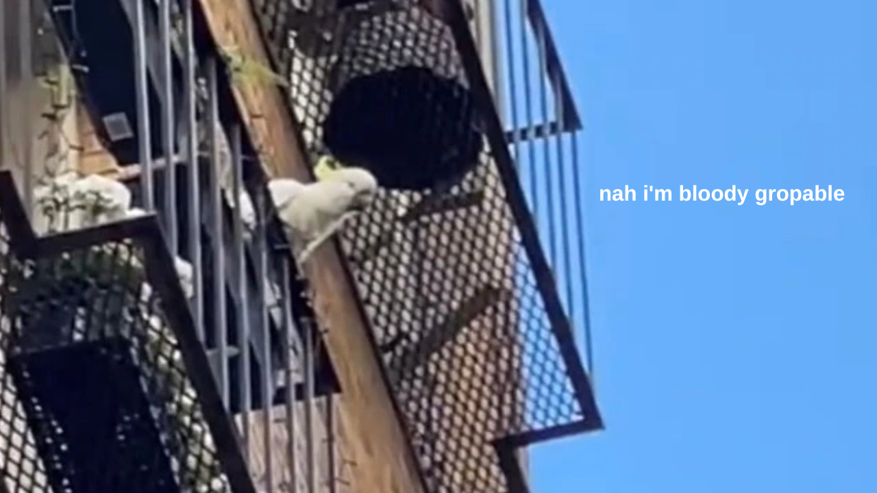 This Melbourne Cockatoo Is Causing A Bit Of A Ruckus By Piffing Pot Plants Off People’s Balconies