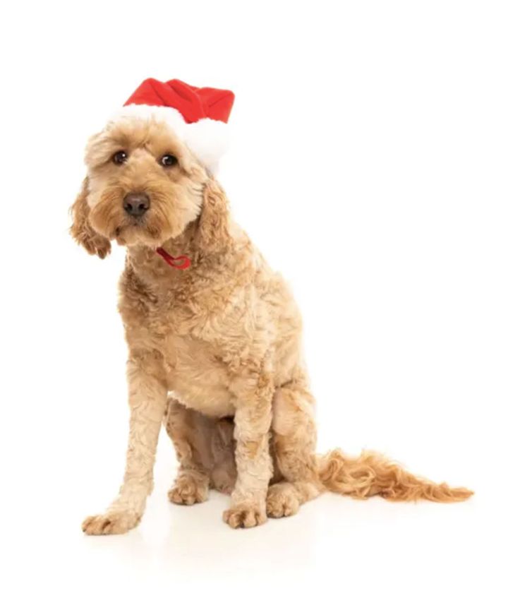 idées cadeaux pour animaux de compagnie, idées cadeaux pour chiens, idées cadeaux pour chats, tenues de Noël pour animaux de compagnie