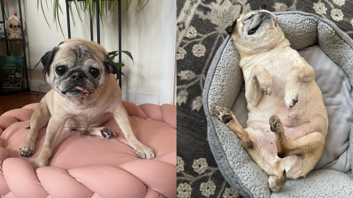 Noodle the pug sitting on a pink bed and Noodle sleeping on his back in a grey dog bed