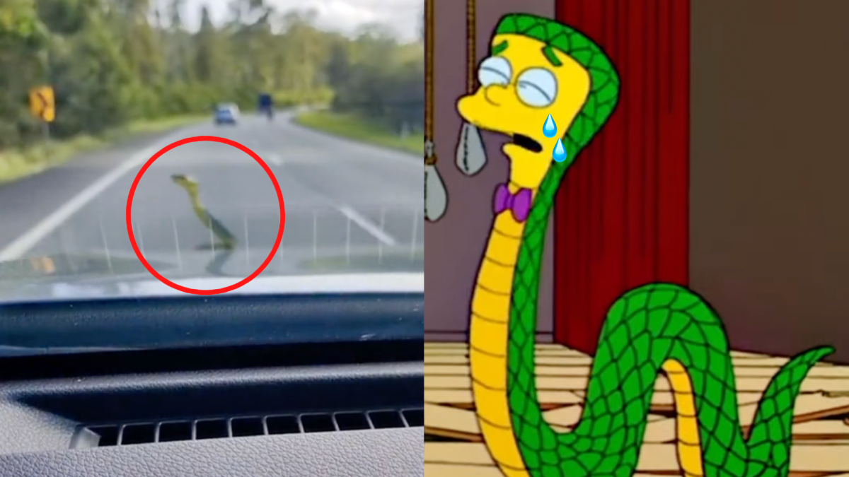photo of a snake hanging off a car bonnet and slithers from the simpsons crying