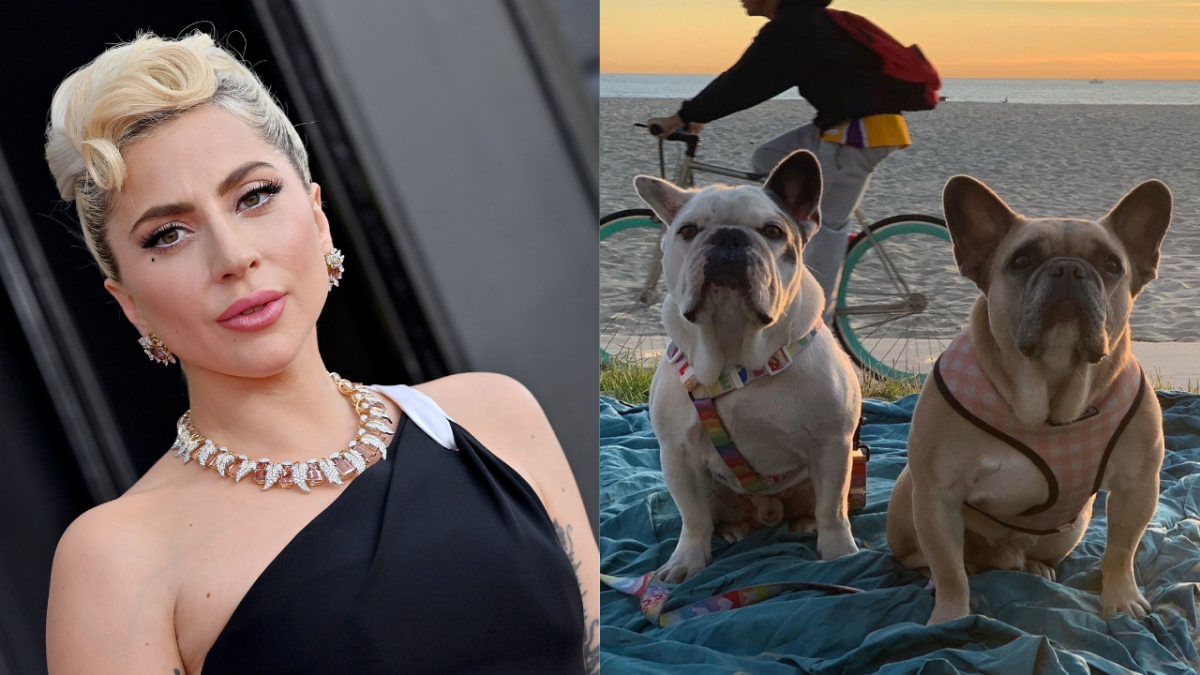 Lady Gaga in a black one shouldered dress and two French bulldogs Gustav and Koji