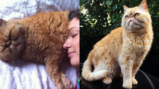 Zoë Foster Blake Has Shared A Beautiful & Heartbreaking Tribute To Her Gorgeous Cat Meowbert