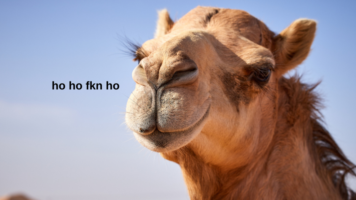 close-up shot of a camel with "ho ho fkn ho" written next to it