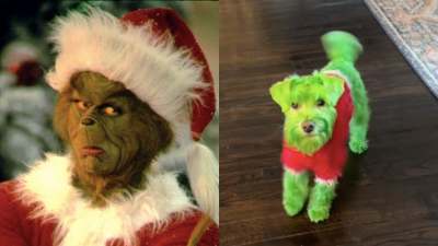 BAH HUMBUG: The Internet Is Divided Over This Woman Dyeing Her Dog To Look Like The Grinch