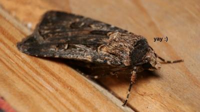 Chaotic Queen La Niña Appears To Be Resurrecting Bogong Moths From The Brink Of Extinction