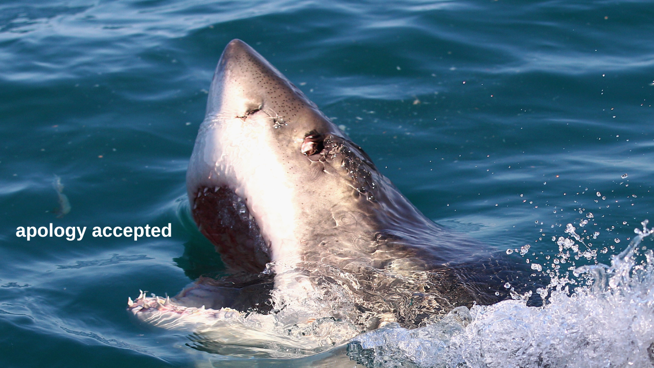 A great white shark poking its head out of the water with its mouth open with text onscreen which reads "apology accepted"