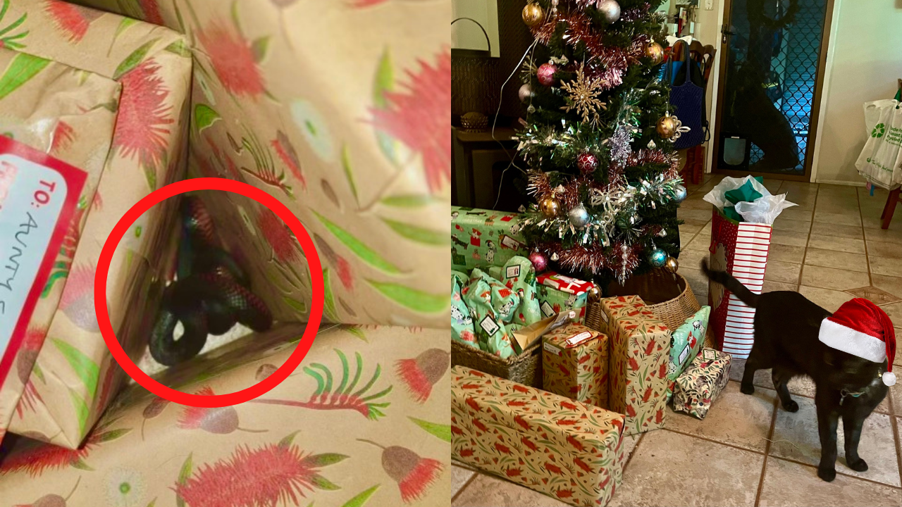 Pictured is a snake circled in red amidst a stack of christmas presents. On the right is a black cat stood next to a Christmas tree with a Santa hat edited on to its head.