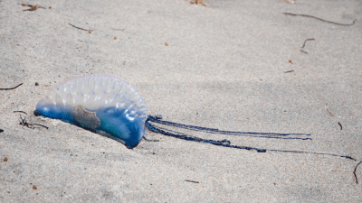 NOPE: An 18YO Was Rushed To Hospital After Swallowing A Bluebottle At Bondi Beach On Xmas Day