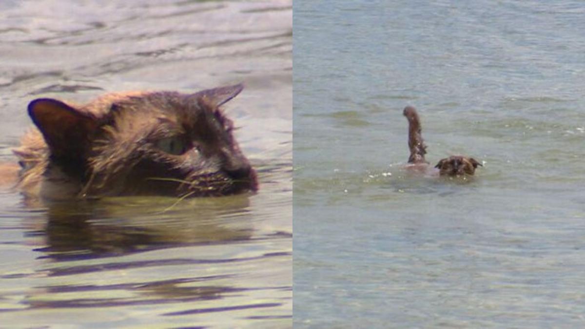 gus the cat entered the Scotland Island dog swimming race in Sydney