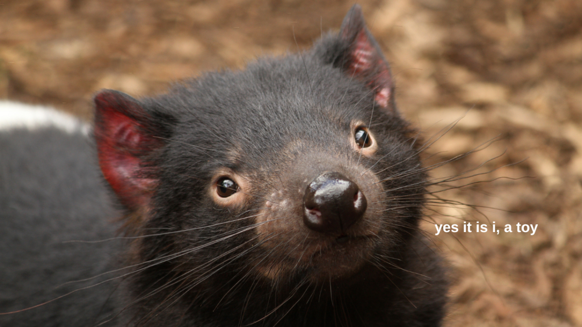 Close up shot of a Tasmanian devil with text on screen which reads: "yes it is i, a toy"