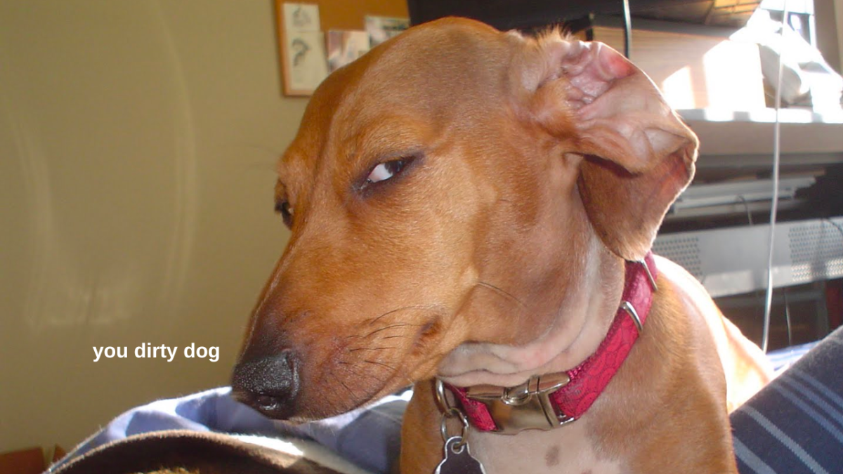 A sausage dog wearing a red collar giving a suspicious side-eye glance with text which reads: "you dirty dog"