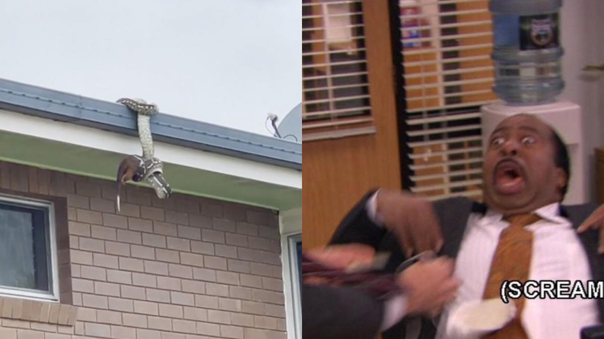 python snake eating possum hanging off roof qld reddit