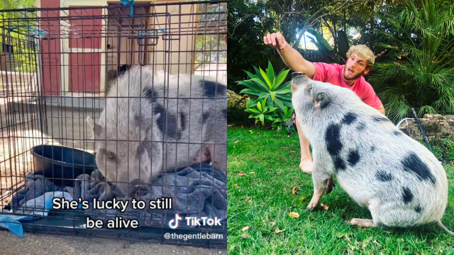 TikTok of a pig in a cage with text which reads "She's lucky to still be alive" and a photo of Logan Paul taking a photo with pet pig Pearl