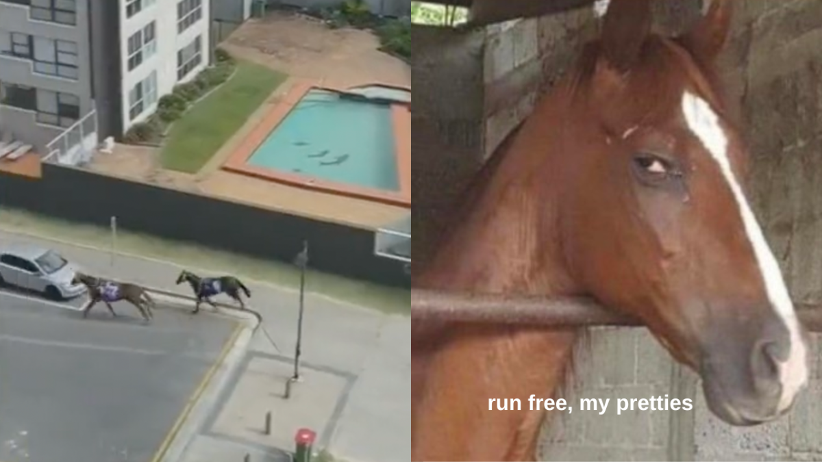 Footage of two horses escaping Magic Millions race and photo of a brown horse giving a side eye saying "run free, my pretties"