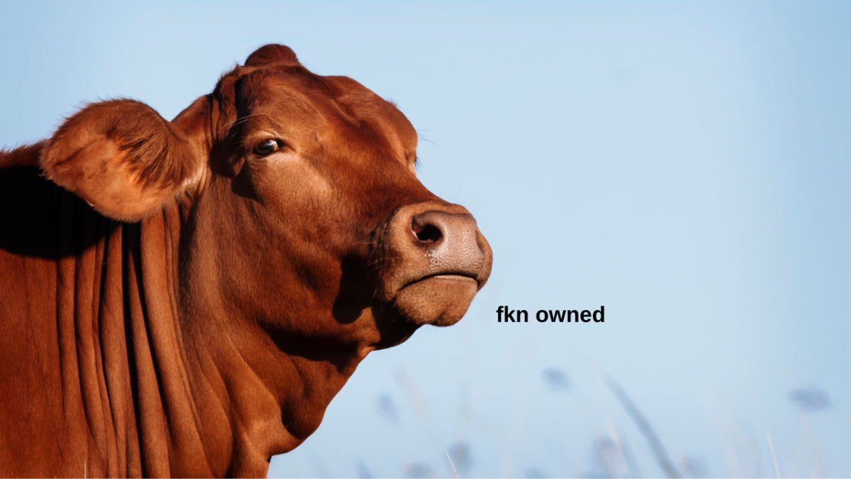 Brown cow looking vengeful with text on screen which reads "fkn owned"