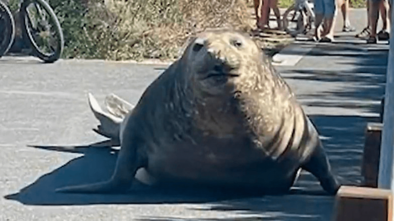 Henry the seal flopping on a road in Point Lonsdale