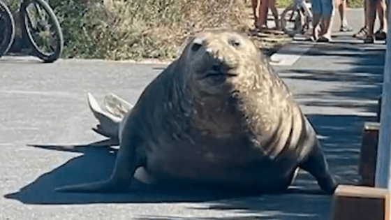 I Am In Awe Of Henry The Giant Seal Who Dramatically Trashed A Servo In A Small Vic Seaside Town