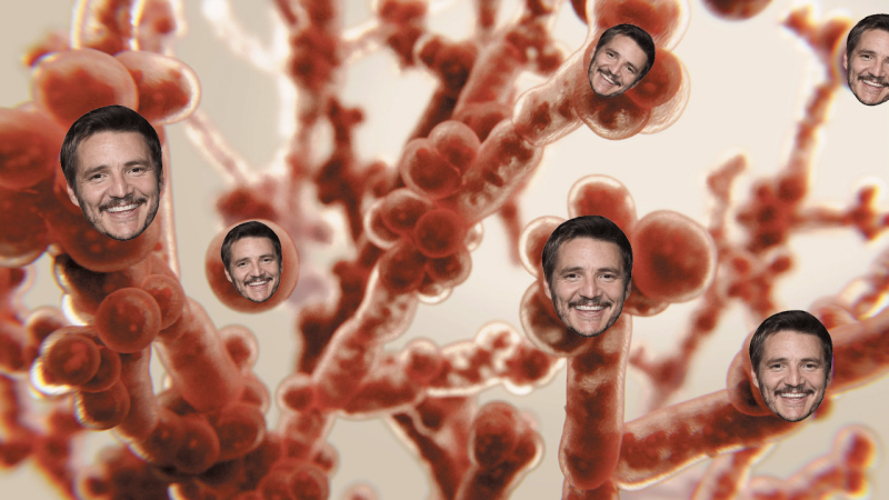 A Deadly Fungal Infection Is Spreading Across The US & When Will Pedro Pascal Come And Save Me?